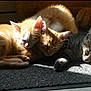 animal, cat, closeup, cozy, cute, domestic_cat, fur, indoor, kitten, laying_down, nap, orange_cat, pet, quiet, resting, sleeping, sunlight, tabby_cat, three_kittens, warm_light