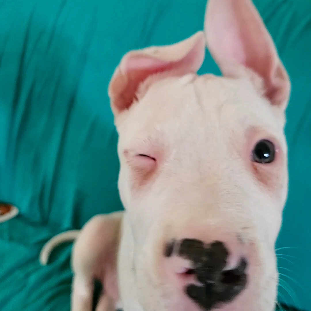 Vanille participe au concours pour gagner de l'argent avec cette photo : animal, boxer, bulldog, canine, couch, cushion, dog, frenchbulldog, furniture, greatdane, homedecor, hound, indoors, interiordesign, pet, pig, pitbull, puppy, snout, whitedog
