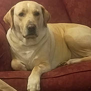 Little Girl joined the competition — help win amazing prizes! dog, labrador_retriever, yellow_dog, pet, animal, indoor, couch, furniture, relaxed, lying_down, canine, companion, mammal, domestic_animal, living_room, resting, front_paw, fur, looking_at_camera, household