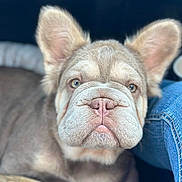 Kush is registered to the contest to win money with this photo: animal, close_up, companion, cute, dog, domestic_animal, ears, friendly, fur, indoor, jeans, looking_at_camera, pet, pink_nose, portrait, puppy, resting, soft_light, wrinkly, young_dog