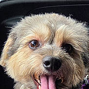 Winston is registered to the contest to win money with this photo: dog, tongue_out, close_up, happy, pet, fur, nose, animal, canine, mouth, teeth, brown_eyes, fluffy, car_interior, black_background, cute, smiling, portrait, domestic_animal, friendly