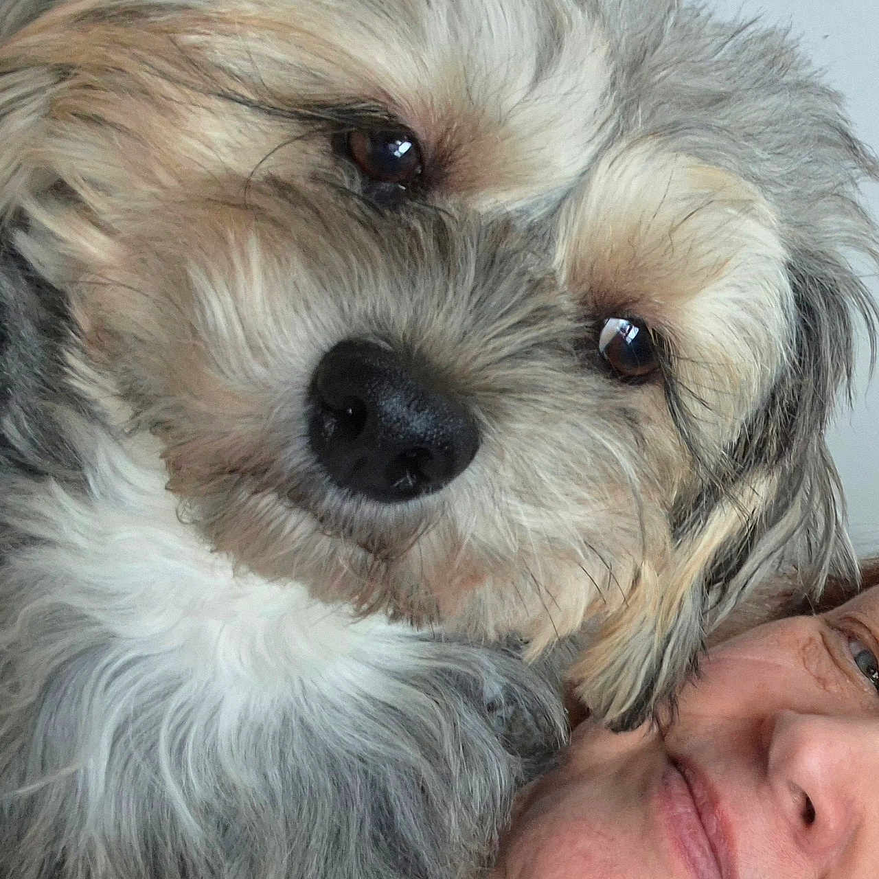 Winston is registered to the contest to win money with this photo: affection, animal, closeup, companion, cuddle, cute, dog, expression, eye, face, friendship, fur, indoor, love, nose, person, pet, portrait, smile, warmth