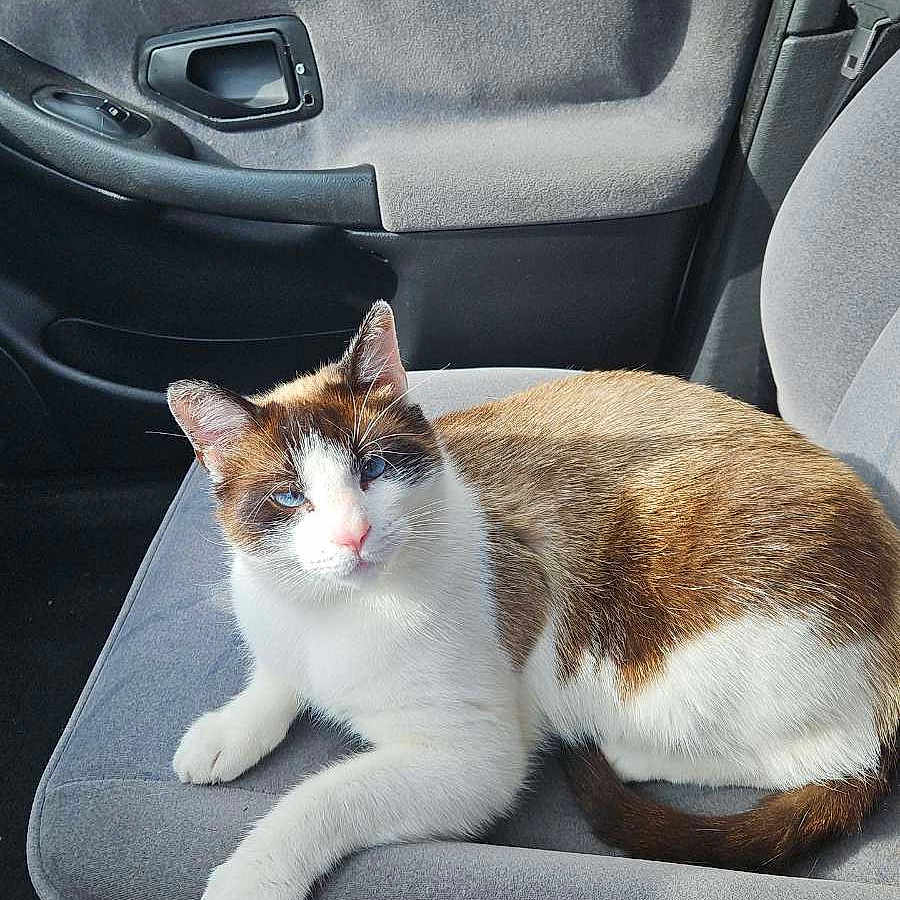 Shedar participe au concours pour gagner de l'argent avec cette photo : animal, baggage, car, car_interior, carseat, cat, cushion, headrest, homedecor, kitten, manx, pet, suitcase, transportation, vehicle