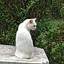 cat, white_cat, animal, pet, outdoor, garden, table, greenery, foliage, nature, sitting, fur, side_view, quiet, peaceful, wildlife, mammal, domestic_animal, summer, daylight