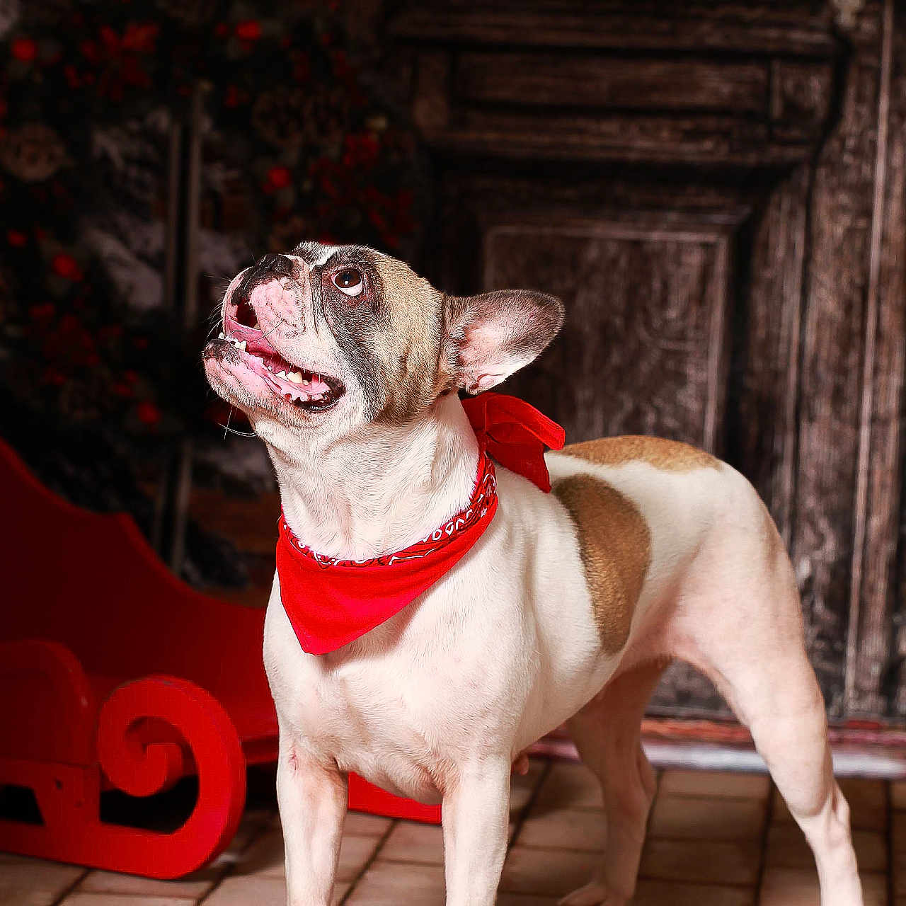 Ruby participe au concours pour gagner de l'argent avec cette photo : animal, bostonbull, boxer, bulldog, canine, dog, frenchbulldog, pet, pitbull, pug, puppy