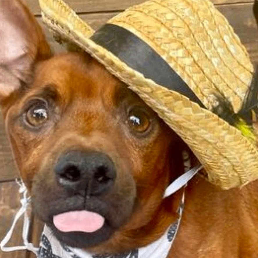 Stan Lee is registered to the contest to win money with this photo: dog, hat, straw_hat, bandana, tongue_out, brown_dog, pet, canine, wooden_floor, playful, cute, animal, domestic_animal, looking_up, ears, collar, portrait, closeup, indoor, expression