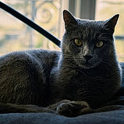 Baghera a rejoint le concours — aidez-le/la à gagner de superbes lots ! cat, gray_cat, yellow_eyes, indoor, window, soft_light, animal, pet, feline, resting, portrait, fur, whiskers, closeup, cozy, home, relaxed, looking_at_camera, shadow, cushion