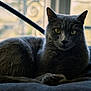 cat, gray_cat, yellow_eyes, indoor, window, soft_light, animal, pet, feline, resting, portrait, fur, whiskers, closeup, cozy, home, relaxed, looking_at_camera, shadow, cushion