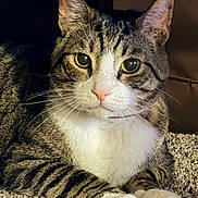 Schobee joined the competition — help win amazing prizes! cat, tabby, pet, animal, feline, domestic_cat, whiskers, green_eyes, fur, paws, carpet, indoor, closeup, portrait, resting, cute, curious, soft_light, detailed, cozy