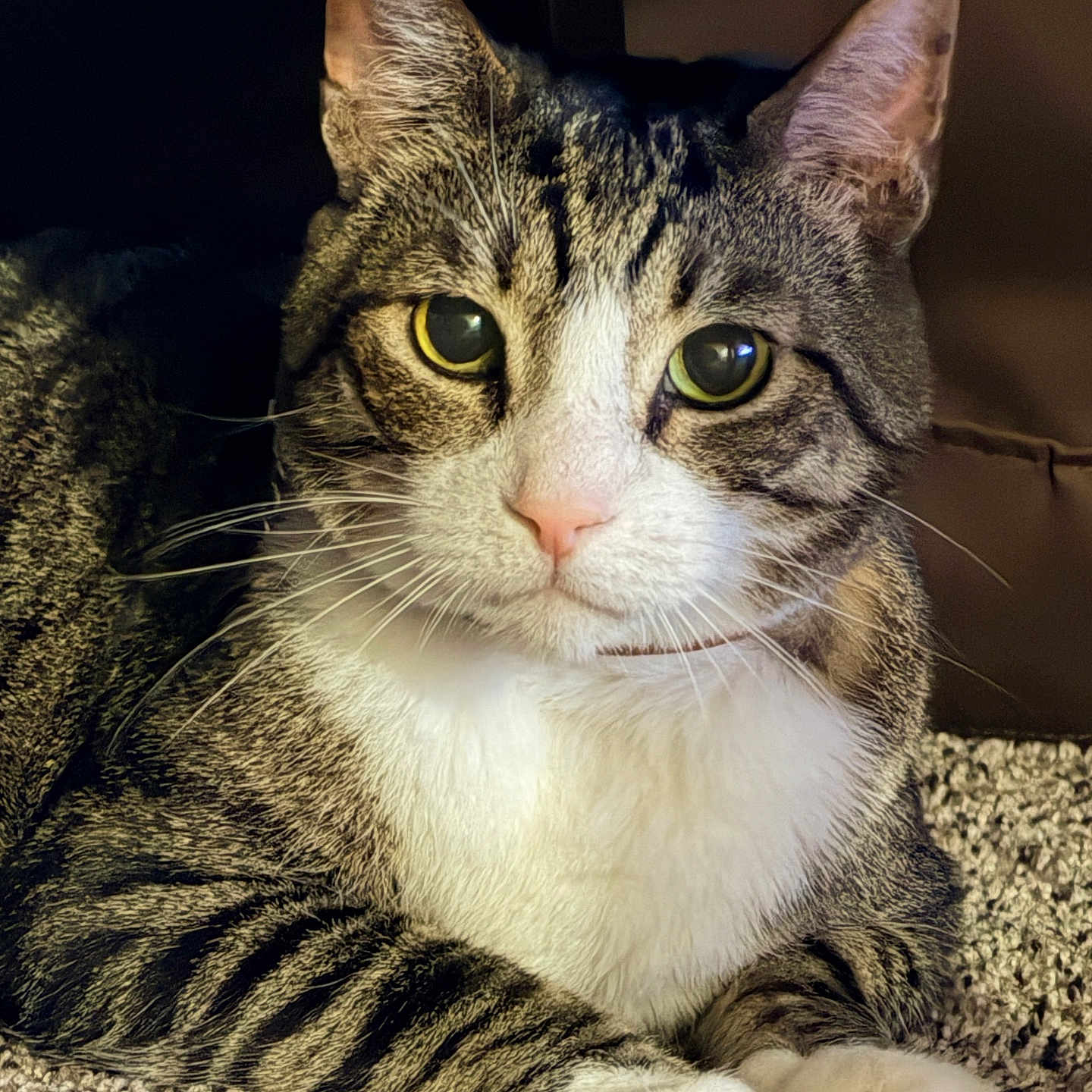 Schobee joined the competition — help win amazing prizes! cat, tabby, pet, animal, feline, domestic_cat, whiskers, green_eyes, fur, paws, carpet, indoor, closeup, portrait, resting, cute, curious, soft_light, detailed, cozy