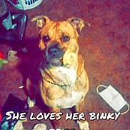 Dixie is registered to the contest to win money with this photo: dog, carpet, pacifier, laundry_basket, face_mask, bag, indoor, pet, brown_dog, toy, floor, household_items, caption, text_overlay, funny, animal, domestic, cute, sitting, collar