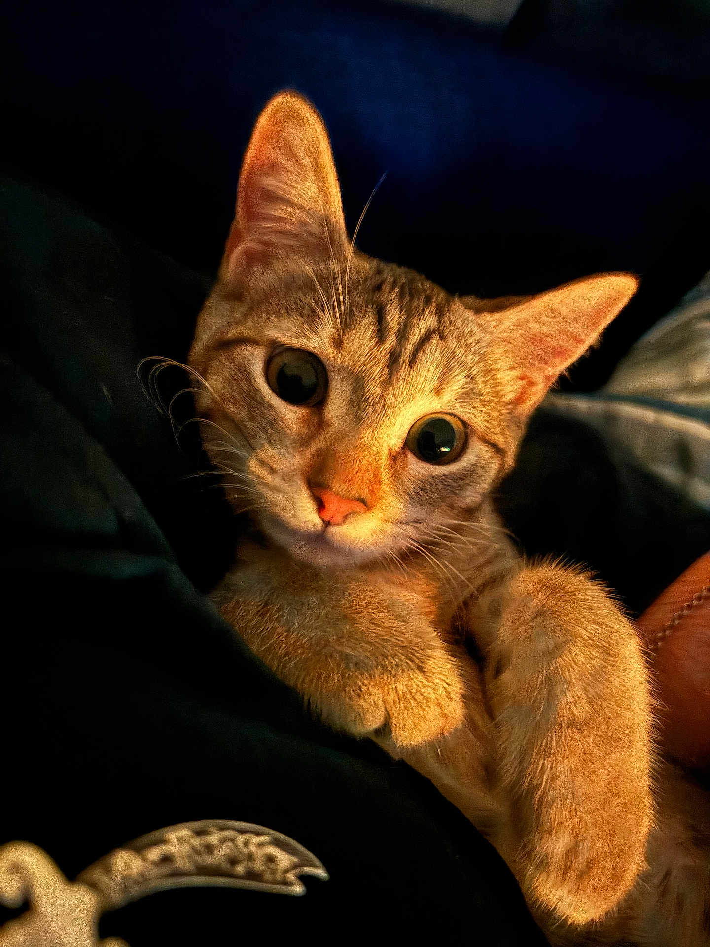 Nala joined the competition — help win amazing prizes! cat, kitten, orange_tabby, tabby, pet, animal, whiskers, paws, big_eyes, closeup, portrait, indoor, cozy, blanket, warm_lighting, cute, looking_at_camera, fur, resting, soft_texture