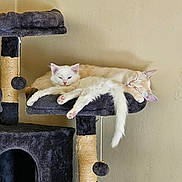 Hope Nelcoff joined the competition — help win amazing prizes! cat, cats, cat_tree, sleeping, napping, fluffy, white_cat, cream_cat, orange_cat, indoor, pet, animal, feline, cozy, resting, cute, pom_pom, toy, friendship, home