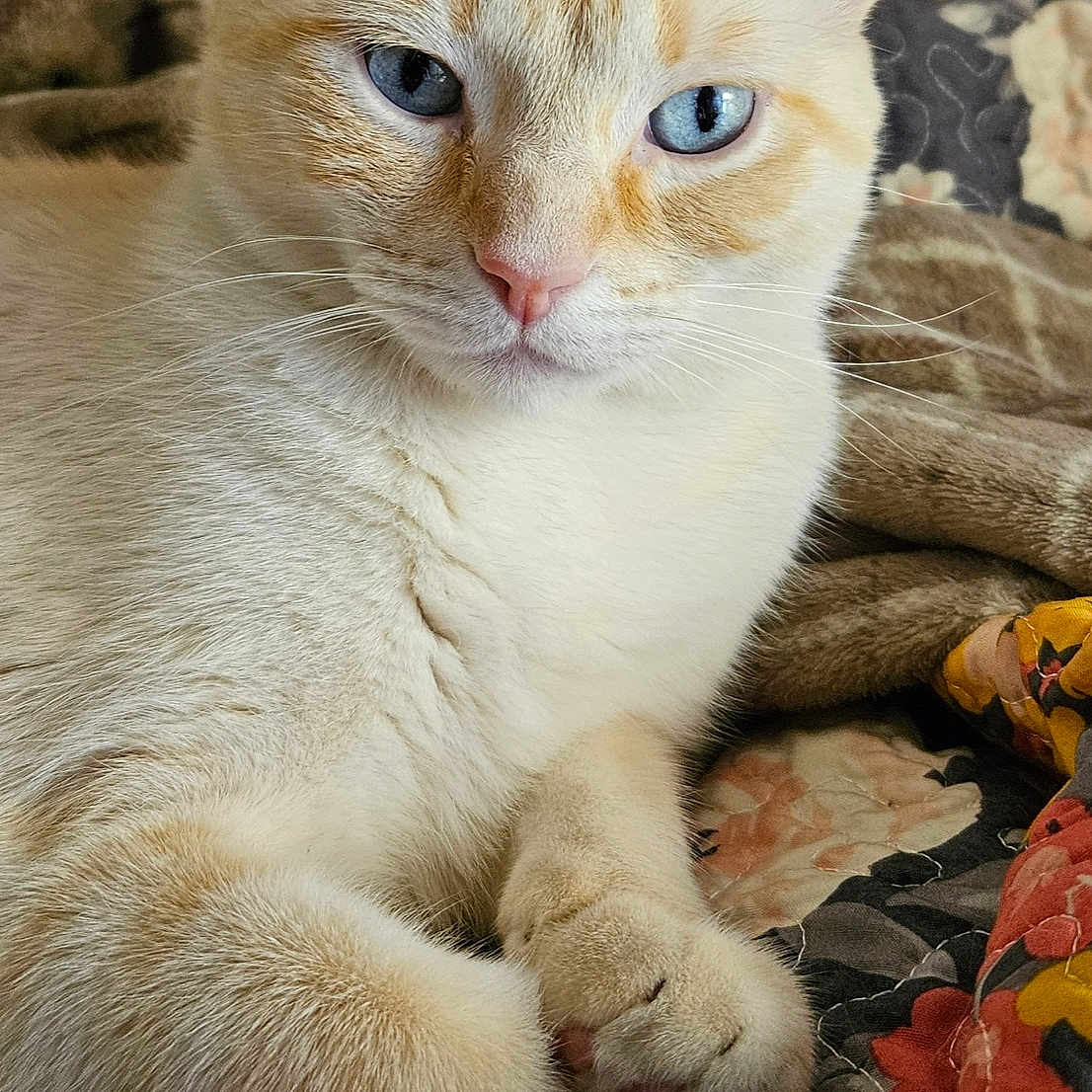 Hope Nelcoff joined the competition — help win amazing prizes! animal, bedspread, blue_eyes, cat, close_up, cozy, cream_colored, cute, domestic_cat, feline, floral_pattern, fur, indoor, paws, pet, portrait, quilt, relaxed, resting, whiskers