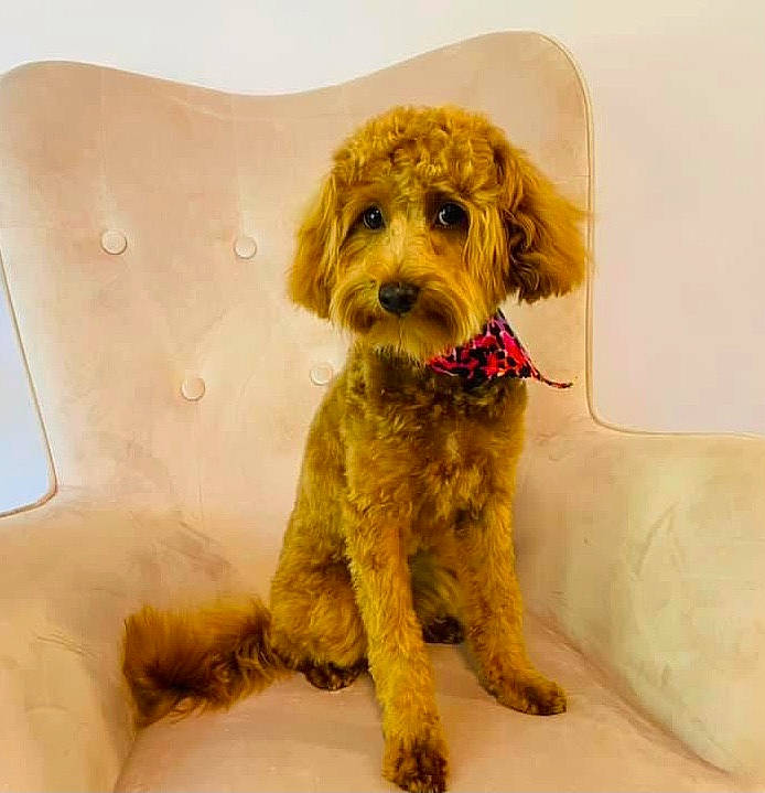 Bindi is registered to the contest to win money with this photo: canidae, carnivore, companion_dog, dog, dog_breed, dog_clothes, fawn, fur, liver, pet_supply, poodle, small_terrier, snout, sporting_group, terrier, toy, toy_dog, water_dog, working_animal, yorkipoo