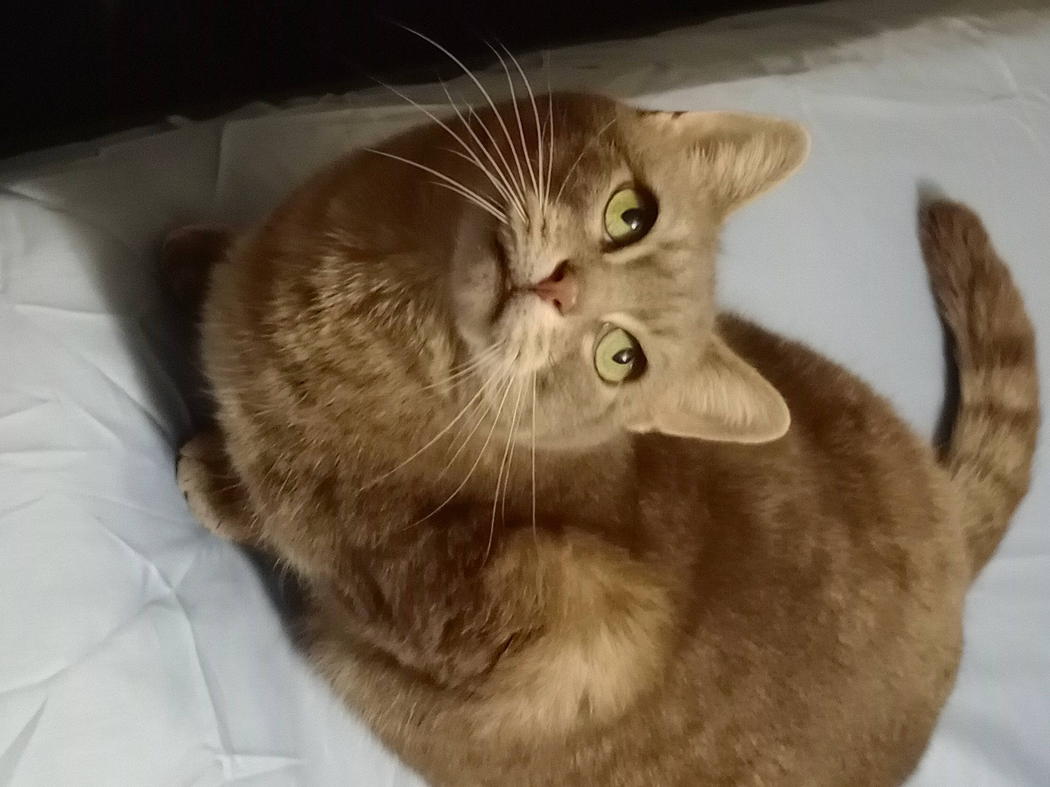 Smoke joined the competition — help win amazing prizes! carnivore, cat, cat_bed, cat_supply, claw, comfort, domestic_short_haired_cat, ear, fawn, felidae, fur, paw, small_to_medium_sized_cats, tail, terrestrial_animal, whiskers