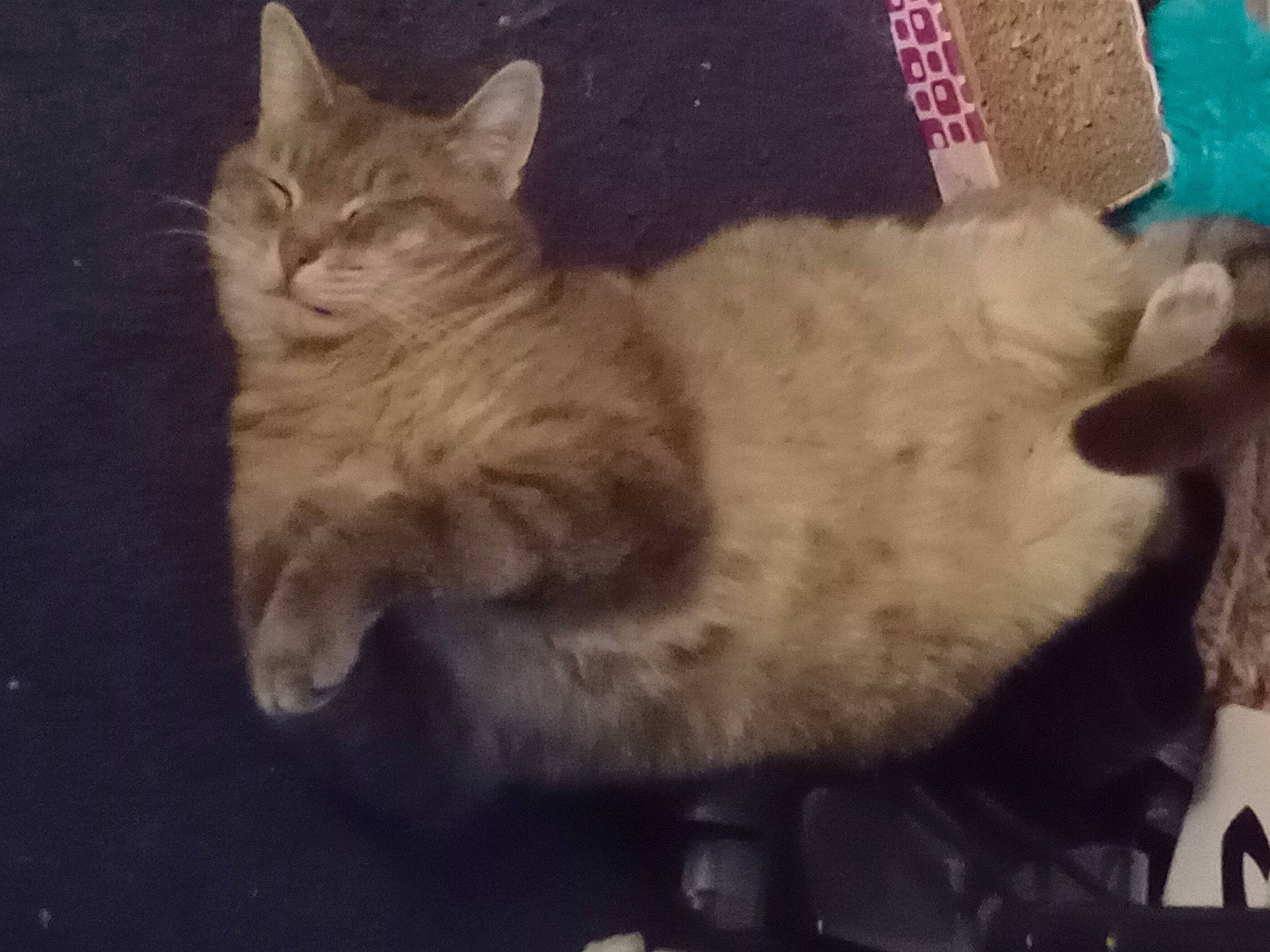 Smoke joined the competition — help win amazing prizes! carnivore, cat, cat_supply, claw, comfort, domestic_short_haired_cat, fawn, felidae, fur, nap, paw, small_to_medium_sized_cats, snout, tail, whiskers