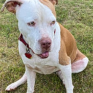 Jessie joined the competition — help win amazing prizes! dog, canine, pet, animal, grass, outdoor, collar, heart_tag, brown_and_white, sitting, ears, tongue, curious, calm, nature, mammal, four_legs, fur, close_up, daylight