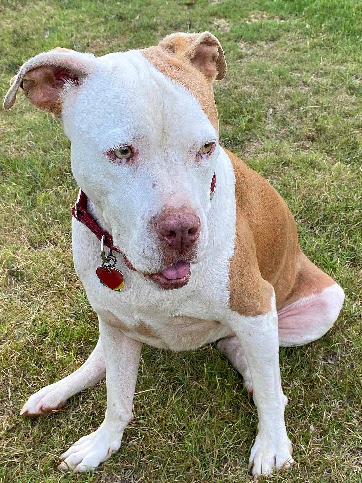 Jessie