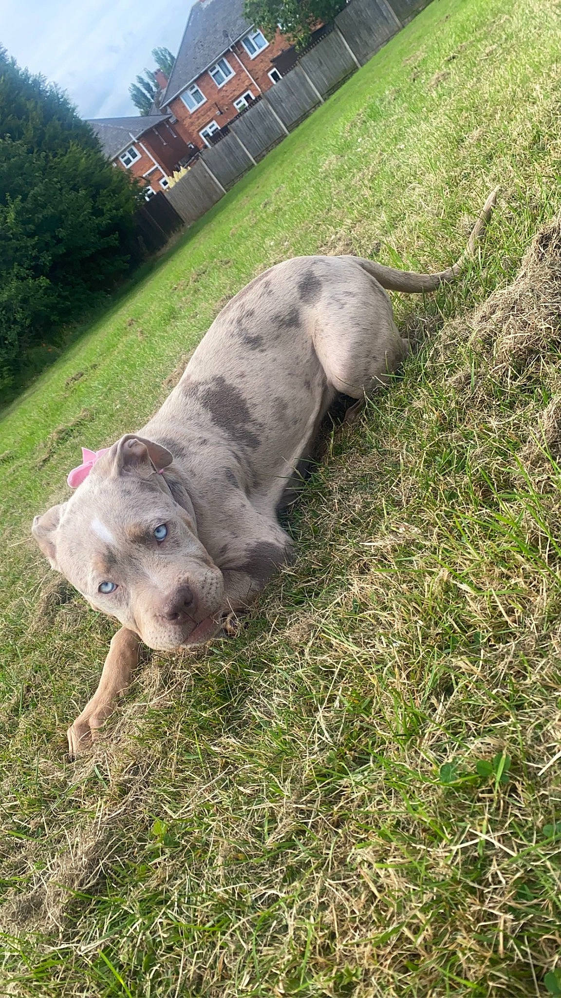 Callie is registered to the contest to win money with this photo: canidae, carnivore, dog, dog_breed, fawn, grass, grassland, groundcover, livestock, non_sporting_group, pasture, plant, snout, sporting_group, suidae, tail, terrestrial_animal, tree, wildlife, working_animal