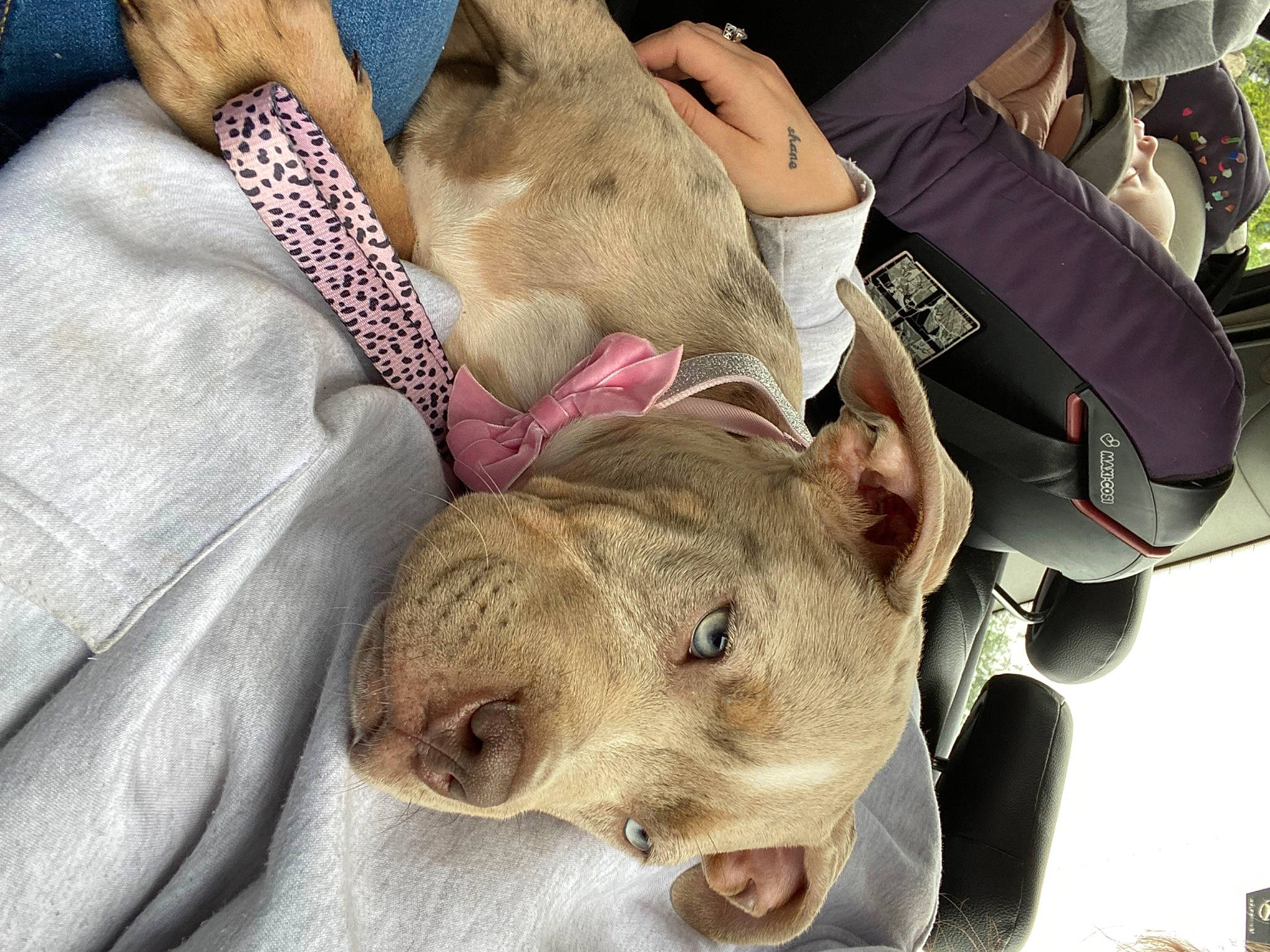 Callie is registered to the contest to win money with this photo: canidae, carnivore, comfort, companion_dog, dog, dog_breed, ear, fawn, fur, linens, nap, non_sporting_group, paw, snout, sporting_group, terrestrial_animal, whiskers, working_animal, wrinkle, wrist