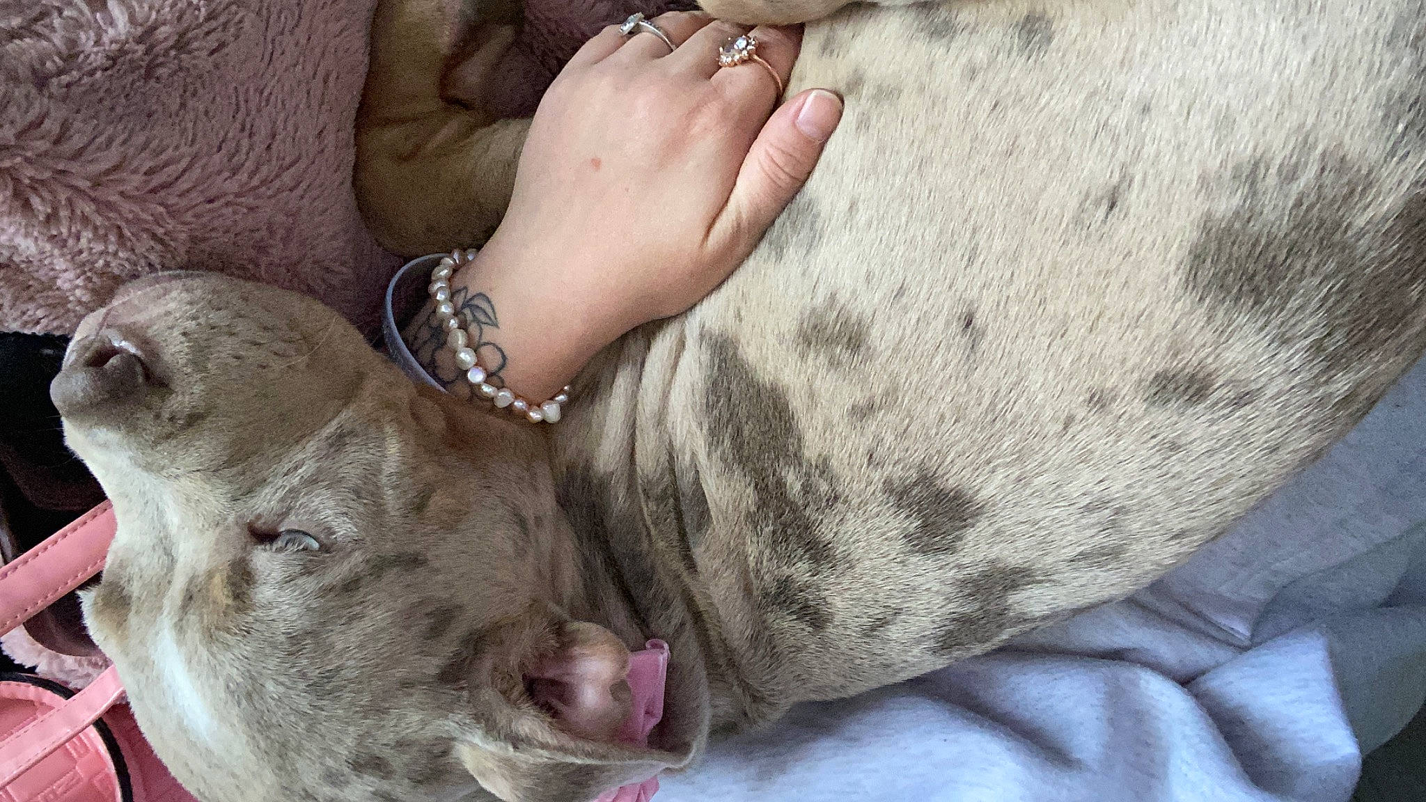 Callie is registered to the contest to win money with this photo: carnivore, collar, comfort, companion_dog, dog, dog_breed, fawn, felidae, foot, fur, gesture, human_leg, nail, small_to_medium_sized_cats, snout, thigh, whiskers, working_animal, wrinkle, wrist