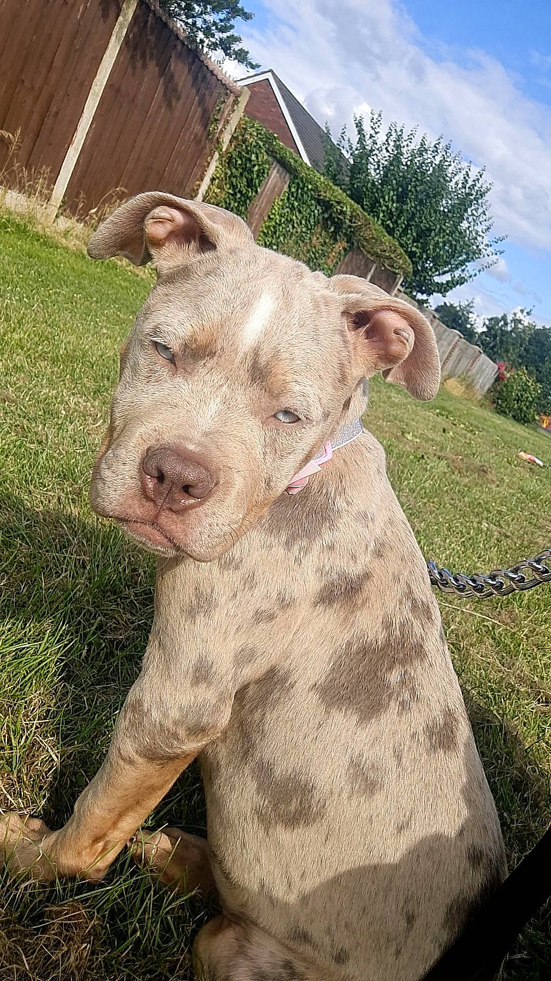Callie is registered to the contest to win money with this photo: bovine, cloud, domestic_pig, fawn, field, grass, grassland, hood, landscape, livestock, meadow, pasture, plant, sky, snout, soil, suidae, terrestrial_animal, tree, working_animal