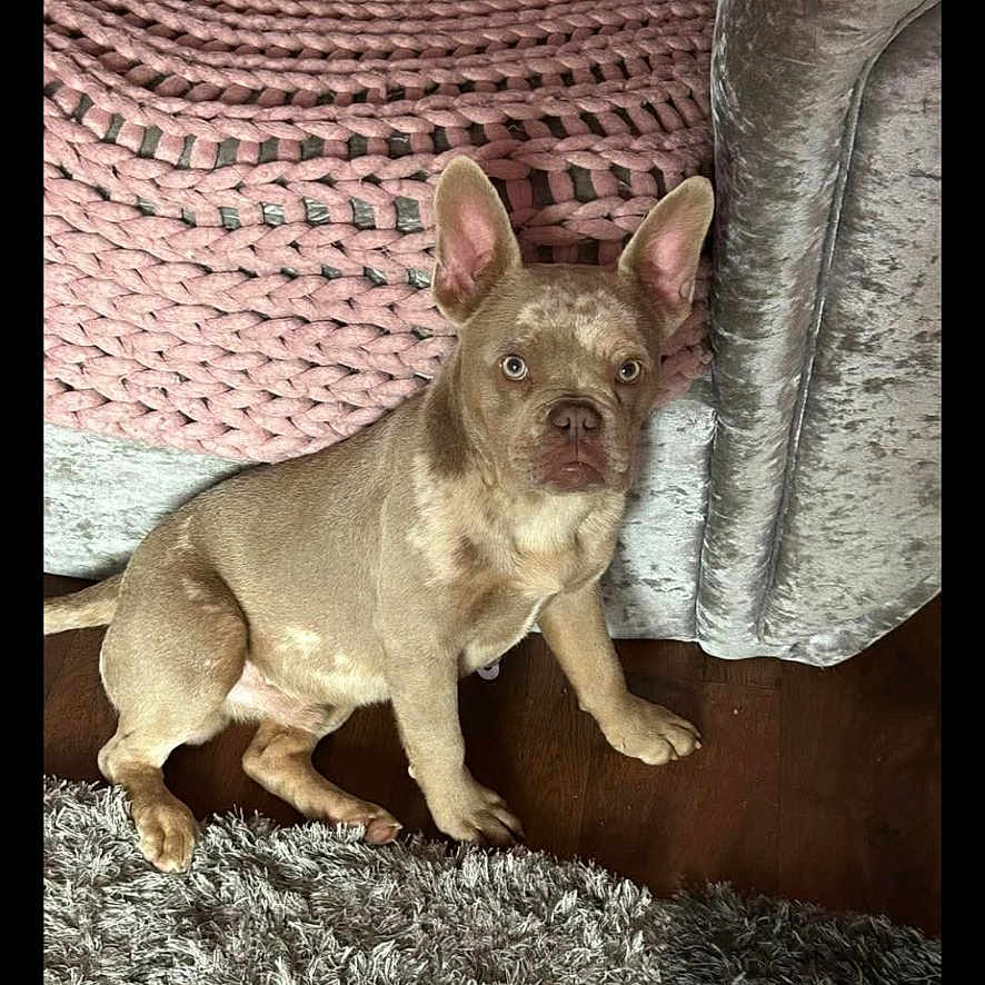 Gizmo is registered to the contest to win money with this photo: animal, architecture, bostonbull, bulldog, canine, chair, chihuahua, couch, cushion, dog, frenchbulldog, furniture, homedecor, indoors, interiordesign, pet, pitbull, puppy, snout, whitedog