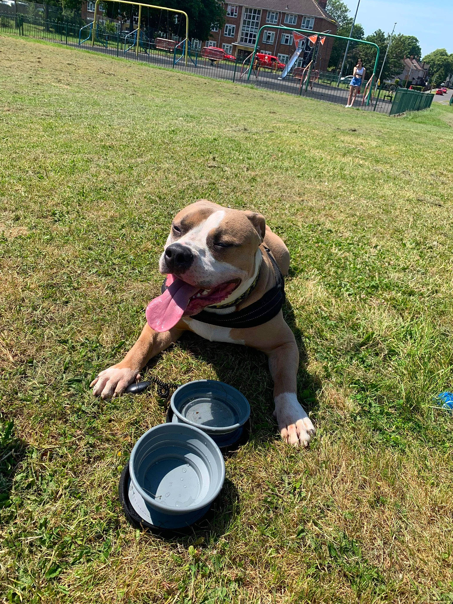 Storm joined the competition — help win amazing prizes! canidae, carnivore, chair, companion_dog, dog, dog_breed, eyewear, fawn, grass, grassland, lawn, mammal, pet_supply, plant, recreation, sporting_group, tail, tree, vertebrate, working_animal