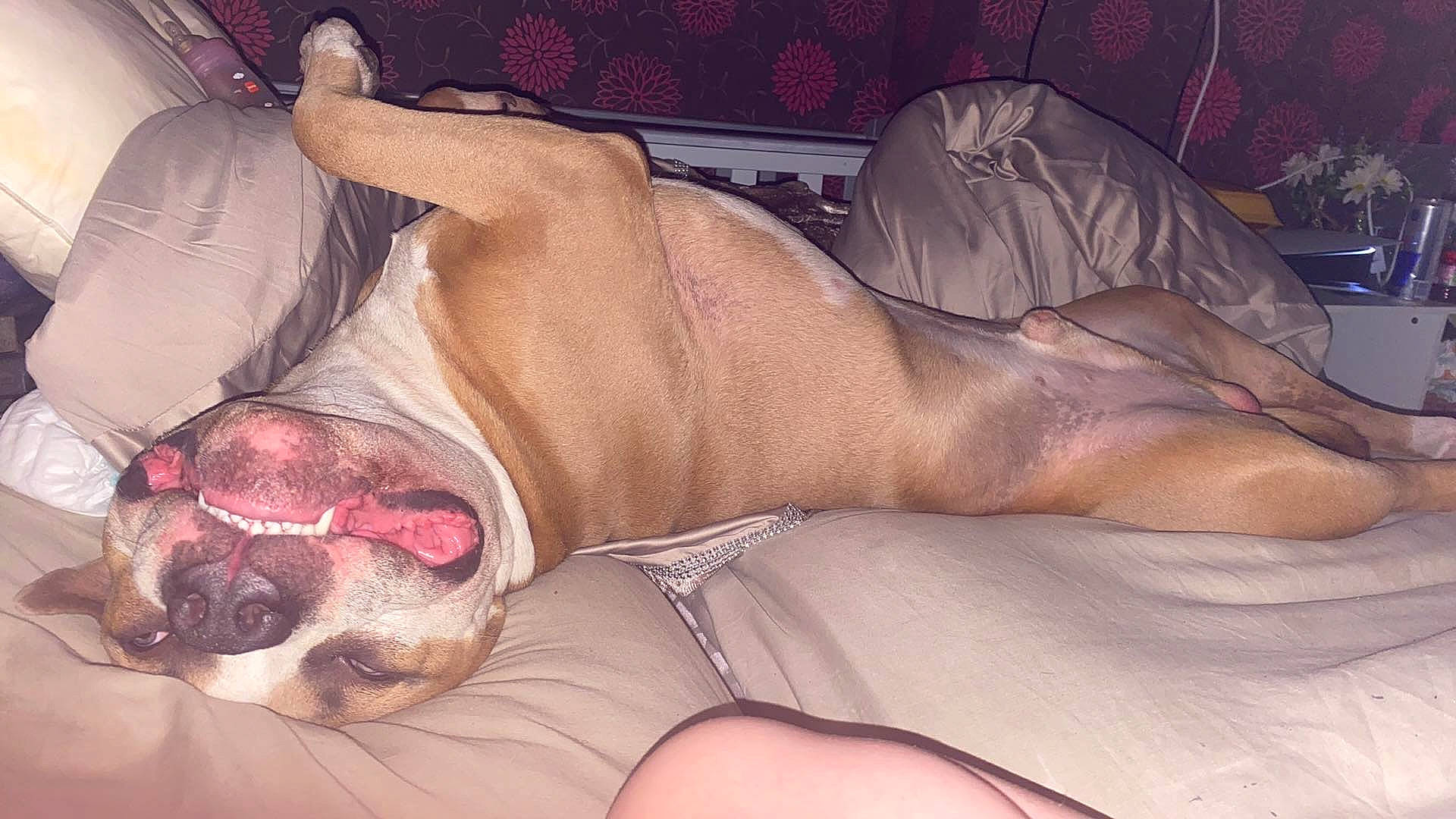 Storm is registered to the contest to win money with this photo: abdomen, barechested, barefoot, carnivore, chest, comfort, companion_dog, dog, dog_breed, fawn, flesh, foot, human_leg, knee, linens, paw, snout, sporting_group, thigh, vertebrate