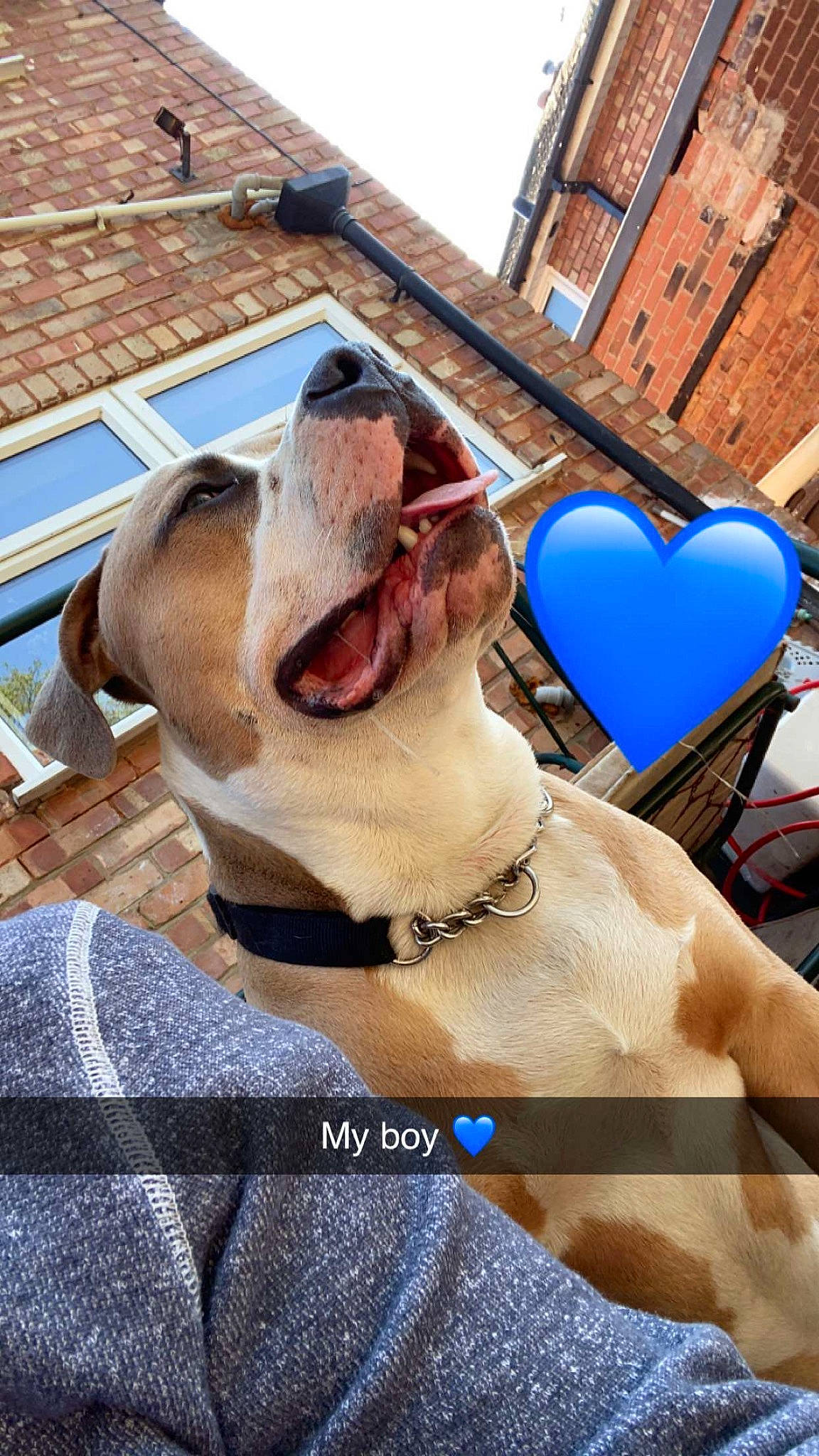 Storm joined the competition — help win amazing prizes! blue, building, canidae, carnivore, collar, companion_dog, dog, dog_breed, dog_collar, eyewear, fang, fawn, jaw, leash, snout, sporting_group, sunglasses, vision_care, window, working_animal