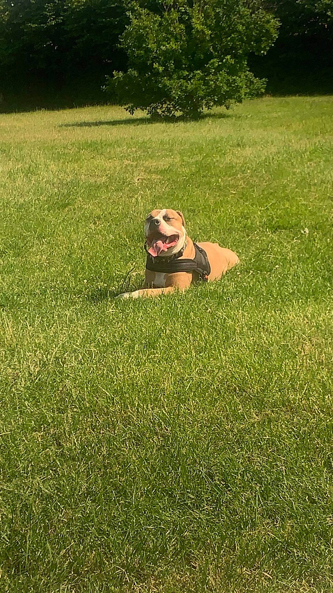 Storm joined the competition — help win amazing prizes! carnivore, companion_dog, dog, dog_breed, fawn, grass, grass_family, grassland, groundcover, happy, landscape, lawn, leisure, meadow, people_in_nature, plant, shrub, sunglasses, tints_and_shades, tree