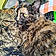 Baby Cakes