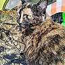 animal, blanket, camouflage, cat, checkered_tablecloth, closeup, cozy, domestic_cat, ears, feline, fur, fur_pattern, green_eyes, indoor, muzzle, pet, resting, table, tortoiseshell, whiskers