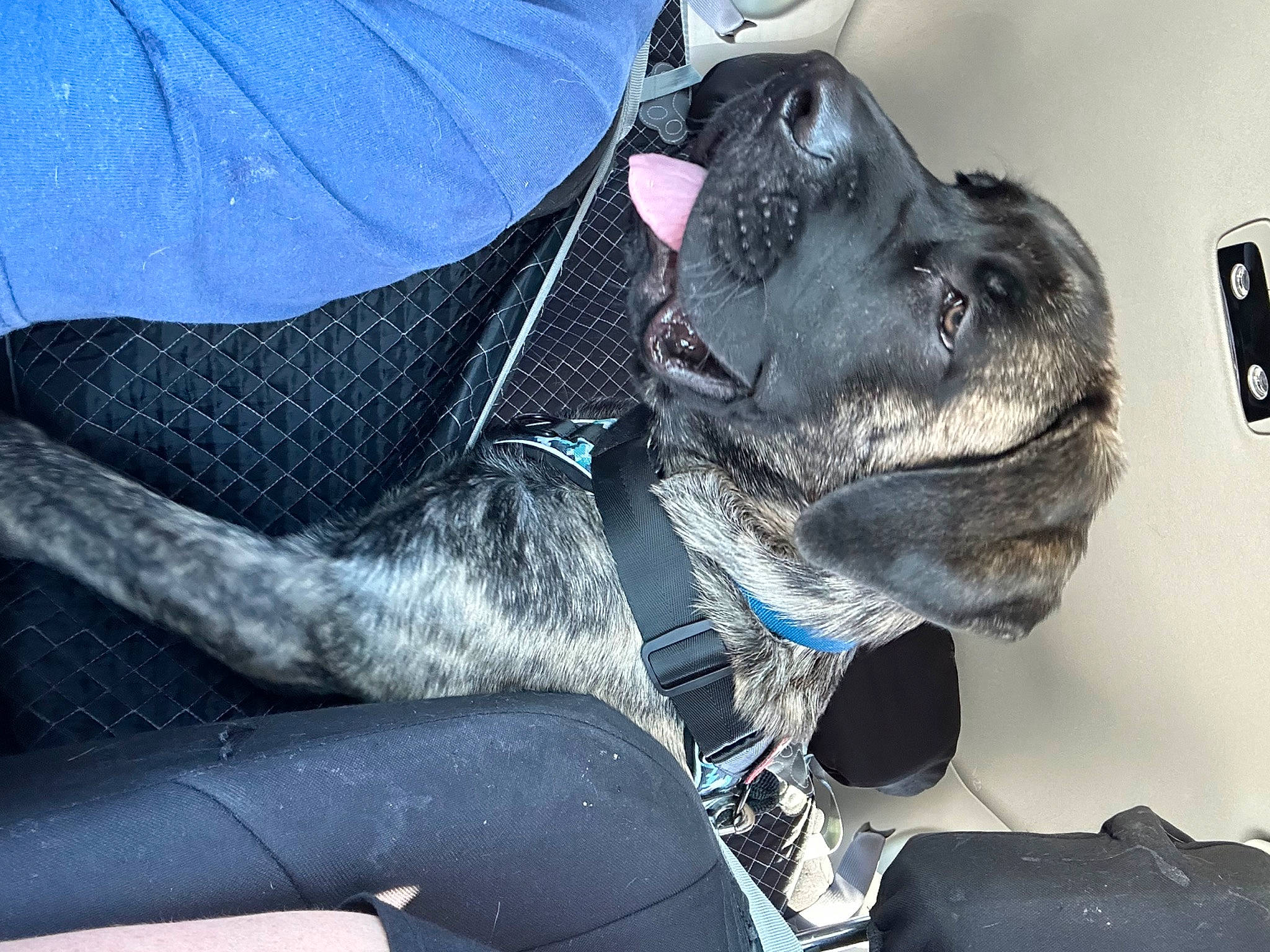 Romeo joined the competition — help win amazing prizes! canidae, carnivore, collar, companion_dog, dog, dog_breed, dog_collar, electric_blue, eyewear, fawn, jaw, leash, personal_protective_equipment, pet_supply, snout, sporting_group, sunglasses, umbrella, whiskers, working_animal