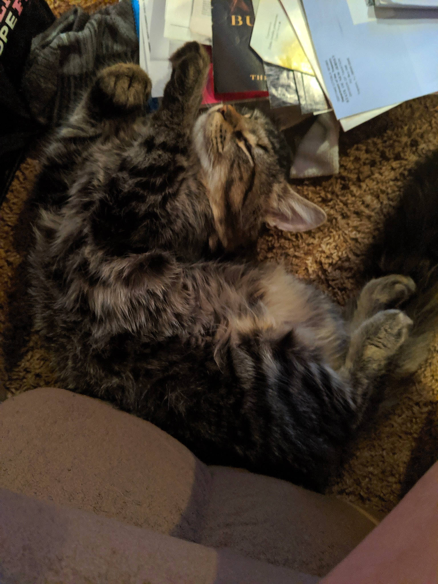 Chong is registered to the contest to win money with this photo: carnivore, cat, domestic_short_haired_cat, dragon_li, european_shorthair, felidae, fur, norwegian_forest_cat, small_to_medium_sized_cats, tabby_cat, tail, whiskers