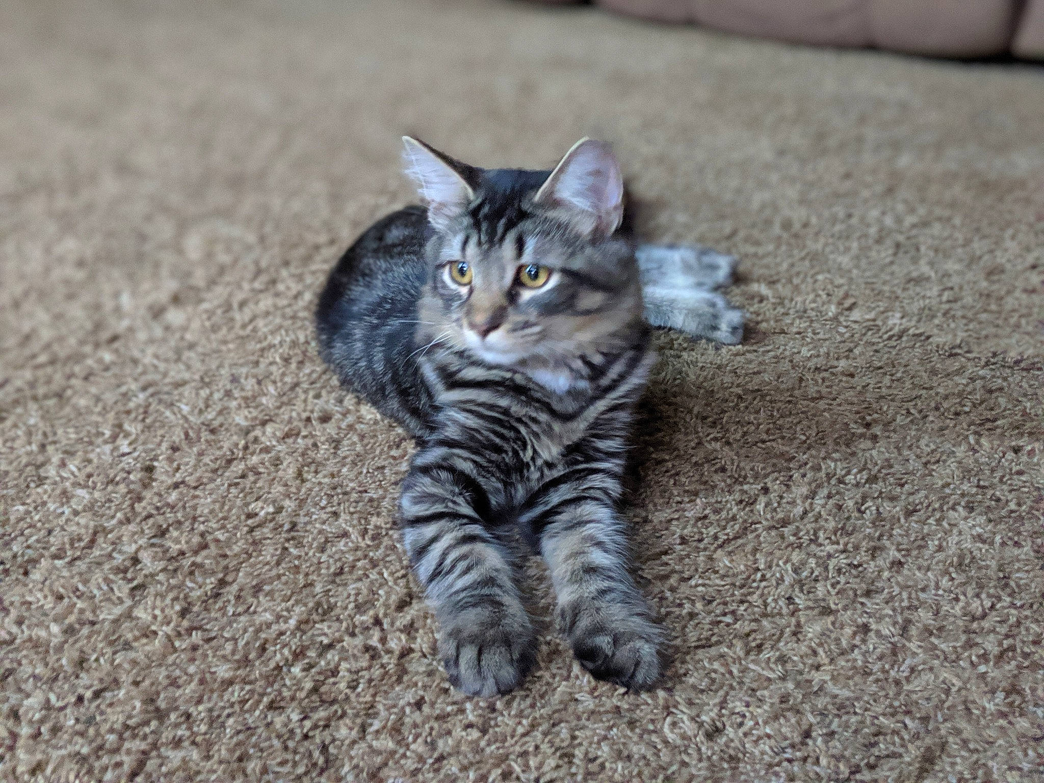 Chong is registered to the contest to win money with this photo: american_shorthair, asian, carnivore, cat, domestic_short_haired_cat, dragon_li, european_shorthair, felidae, kitten, maine_coon, mammal, norwegian_forest_cat, pixie_bob, polydactyl_cat, small_to_medium_sized_cats, tabby_cat, toyger, vertebrate, whiskers, wild_cat