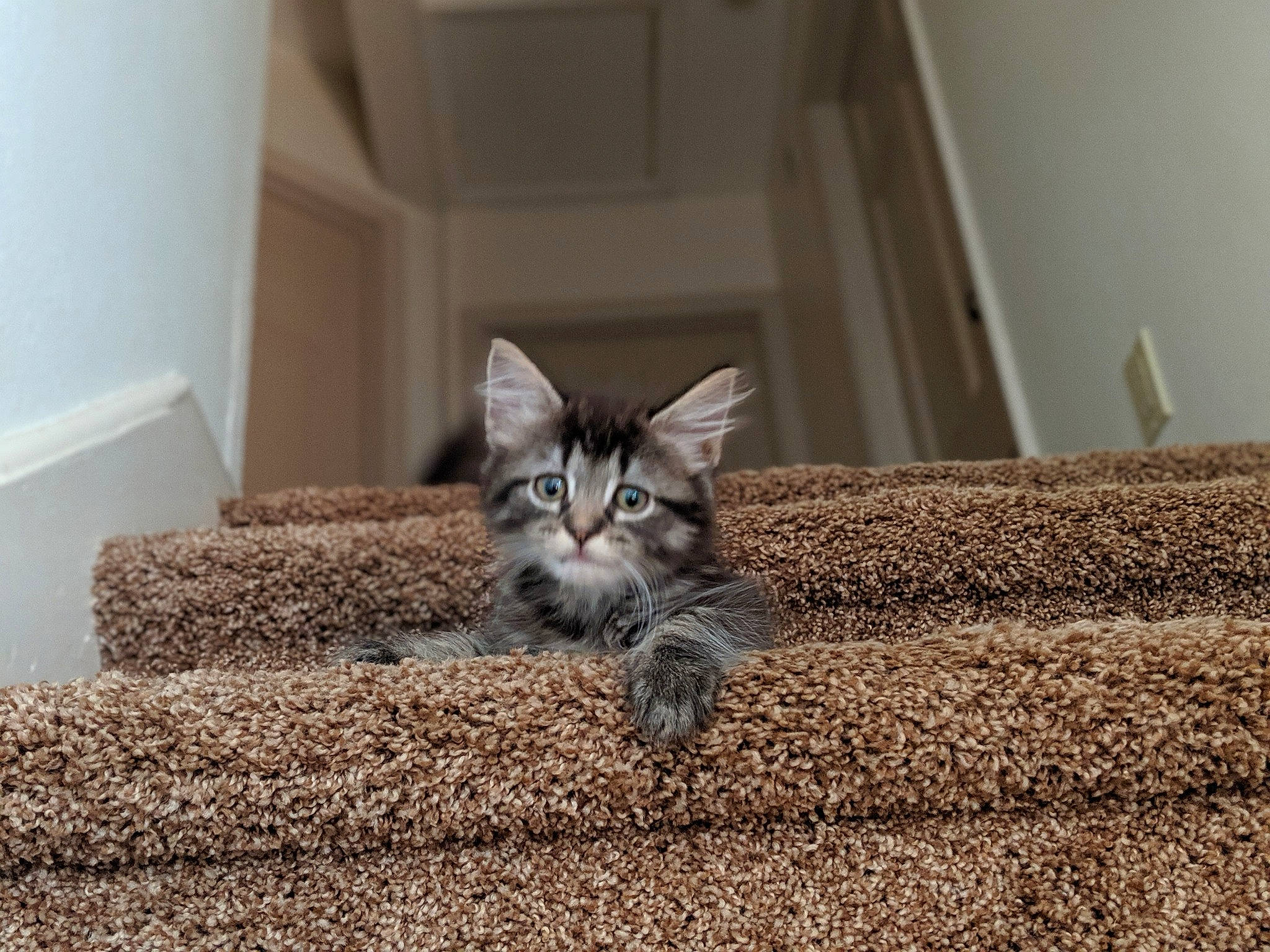 Chong is registered to the contest to win money with this photo: american_shorthair, asian, carnivore, cat, domestic_short_haired_cat, dragon_li, european_shorthair, felidae, floor, fur, kitten, maine_coon, mammal, norwegian_forest_cat, pixie_bob, siberian, small_to_medium_sized_cats, tabby_cat, vertebrate, whiskers