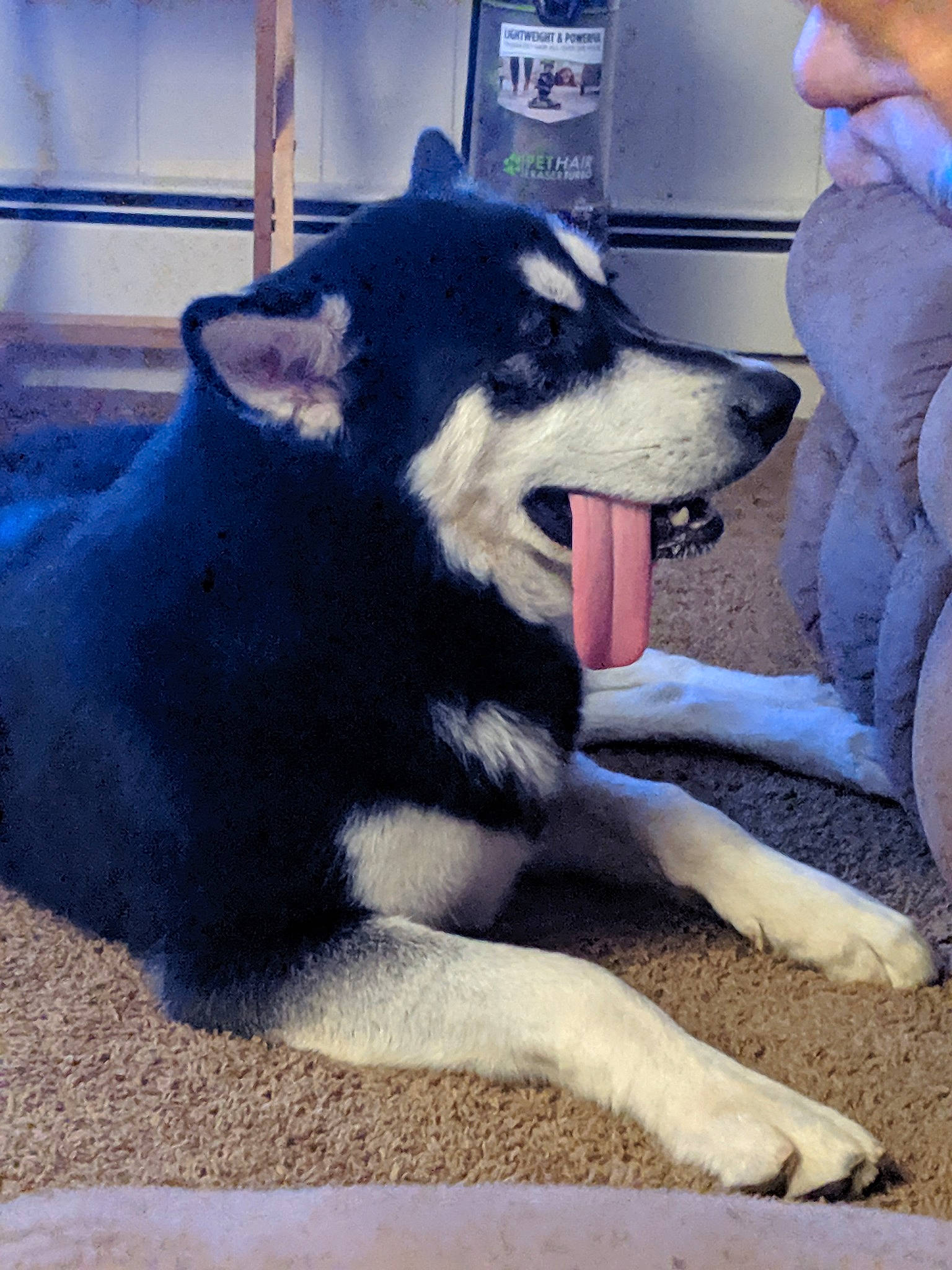 Nanuk joined the competition — help win amazing prizes! alaskan_malamute, canidae, carnivore, companion_dog, dog, dog_breed, east_siberian_laika, jamthund, labrador_husky, lapponian_herder, mammal, northern_inuit_dog, rare_breed_dog, sakhalin_husky, seppala_siberian_sleddog, siberian_husky, sled_dog, sporting_group, vertebrate, working_dog