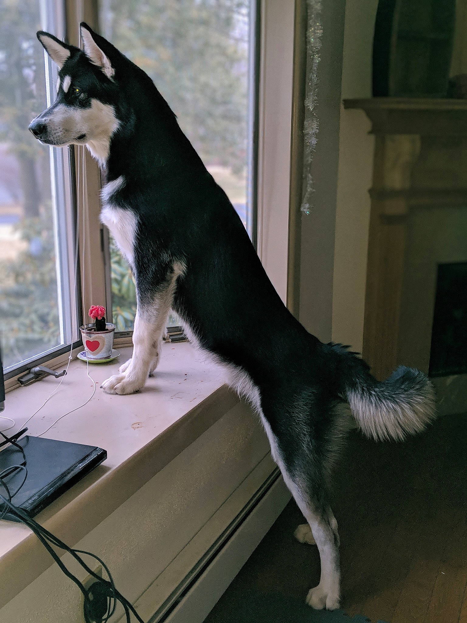 Nanuk joined the competition — help win amazing prizes! alaskan_malamute, canidae, carnivore, dog, dog_breed, east_european_shepherd, lapponian_herder, mammal, native_american_indian_dog, northern_inuit_dog, rare_breed_dog, seppala_siberian_sleddog, shiloh_shepherd_dog, siberian_husky, snout, tail, tamaskan_dog, vertebrate, window, working_dog