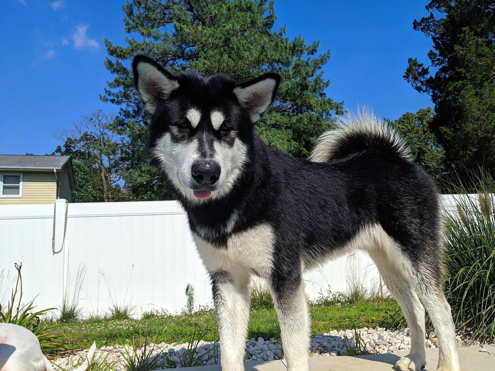 Nanuk joined the competition — help win amazing prizes! alaskan_klee_kai, alaskan_malamute, canadian_eskimo_dog, canidae, carnivore, dog, dog_breed, east_siberian_laika, greenland_dog, jamthund, lapponian_herder, mammal, miniature_siberian_husky, native_american_indian_dog, northern_inuit_dog, sakhalin_husky, seppala_siberian_sleddog, siberian_husky, sled_dog, vertebrate