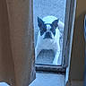 dog, bulldog, canine, pet, animal, white_fur, black_markings, standing, outdoor, door, glass_door, window, entrance, indoor, home, floor, wood, portrait, looking_at_camera, funny