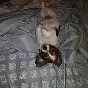 King is registered to the contest to win money with this photo: dog, pet, canine, small_dog, lying_down, upside_down, bed, bedding, blanket, bedroom, indoors, portrait, looking_at_camera, brown_and_white, floppy_ears, black_nose, cute, relaxed, playful, patterned_fabric