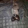 dog, pet, canine, small_dog, lying_down, upside_down, bed, bedding, blanket, bedroom, indoors, portrait, looking_at_camera, brown_and_white, floppy_ears, black_nose, cute, relaxed, playful, patterned_fabric