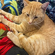 Oscar is registered to the contest to win money with this photo: animal, blanket, cat, colorful, comfort, cozy, cute, feline, fur, ginger_cat, indoor, paws, pet, plush_toy, relaxed, resting, sleepy, soft, stuffed_animal, whiskers