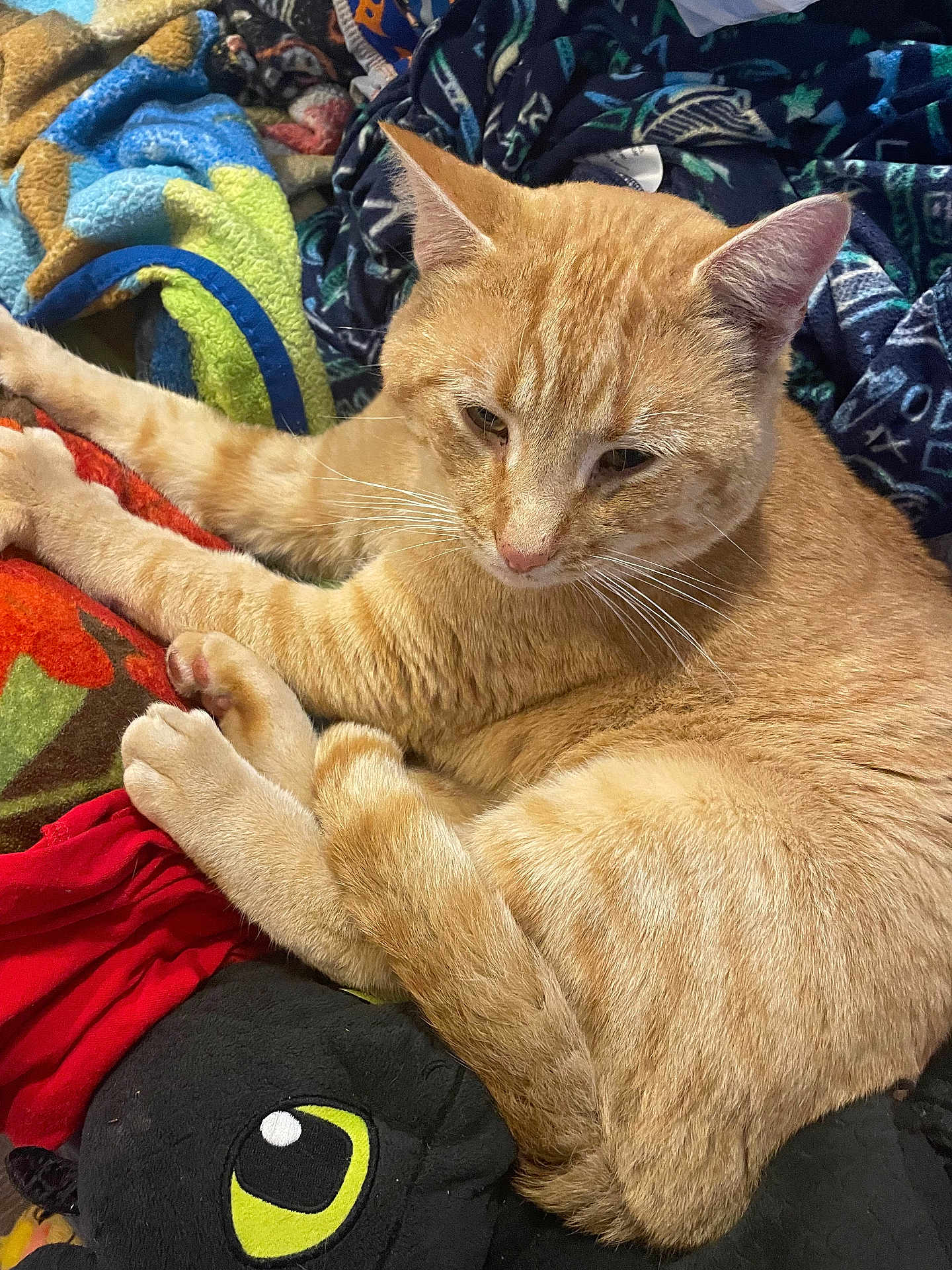 Oscar is registered to the contest to win money with this photo: animal, blanket, cat, colorful, comfort, cozy, cute, feline, fur, ginger_cat, indoor, paws, pet, plush_toy, relaxed, resting, sleepy, soft, stuffed_animal, whiskers