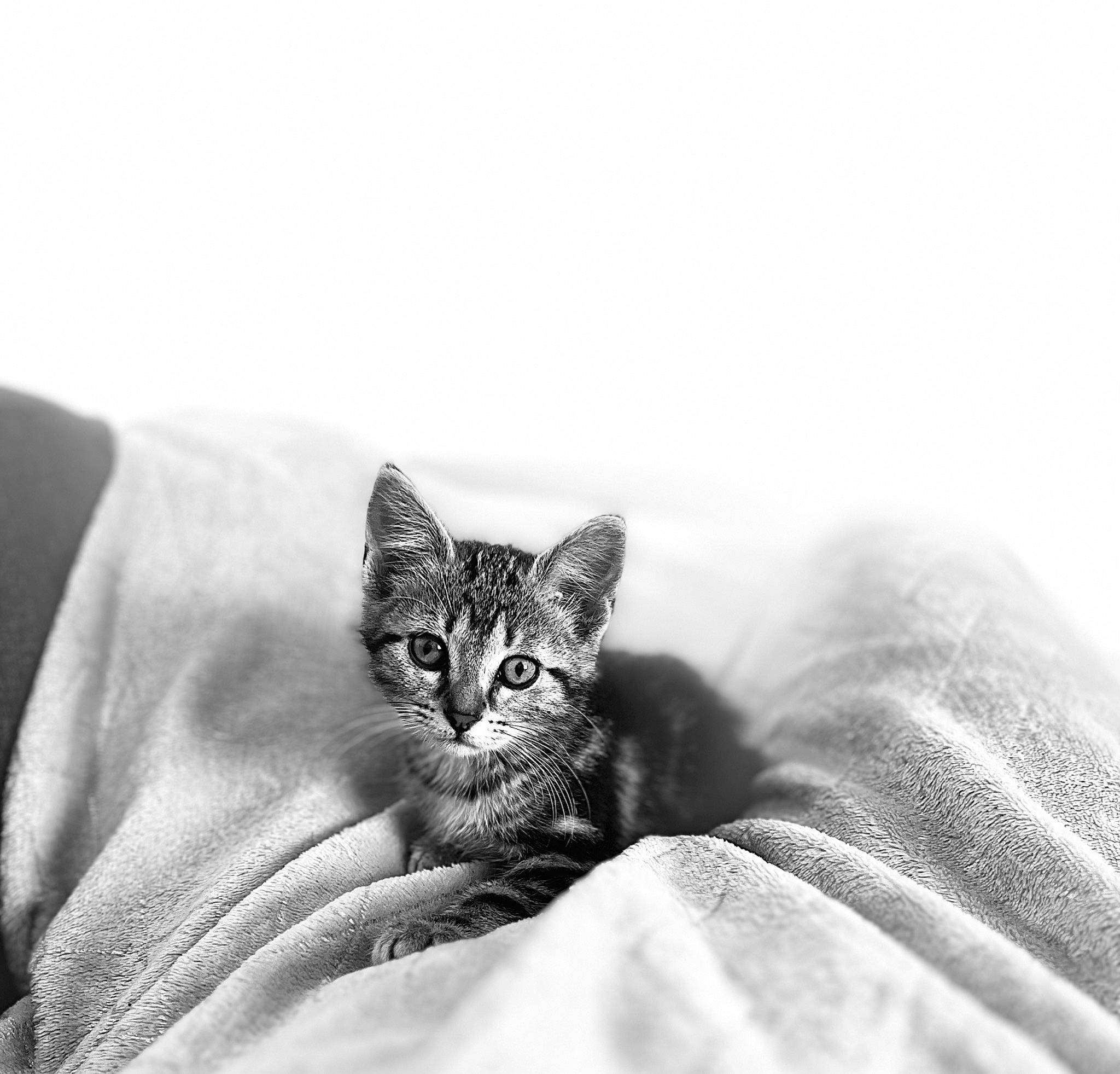 Léya participe au concours pour gagner de l'argent avec cette photo : black_and_white, carnivore, cat, comfort, couch, domestic_short_haired_cat, felidae, finger, fur, gesture, grey, hand, monochrome, monochrome_photography, paw, sitting, small_to_medium_sized_cats, style, tree, whiskers