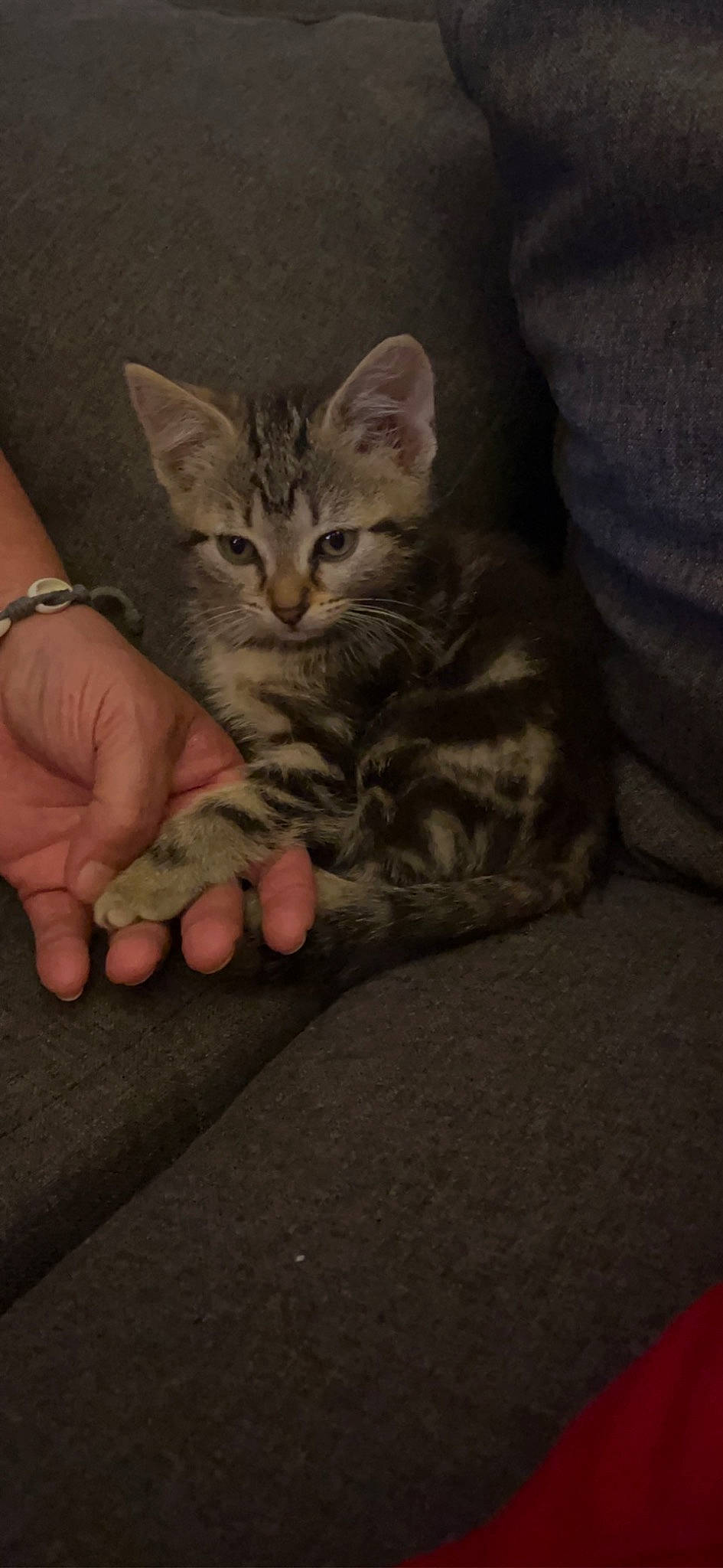 Léya participe au concours pour gagner de l'argent avec cette photo : carnivore, cat, claw, comfort, domestic_short_haired_cat, felidae, foot, fur, gesture, nail, paw, sitting, small_to_medium_sized_cats, terrestrial_animal, thumb, toe, whiskers, wrist