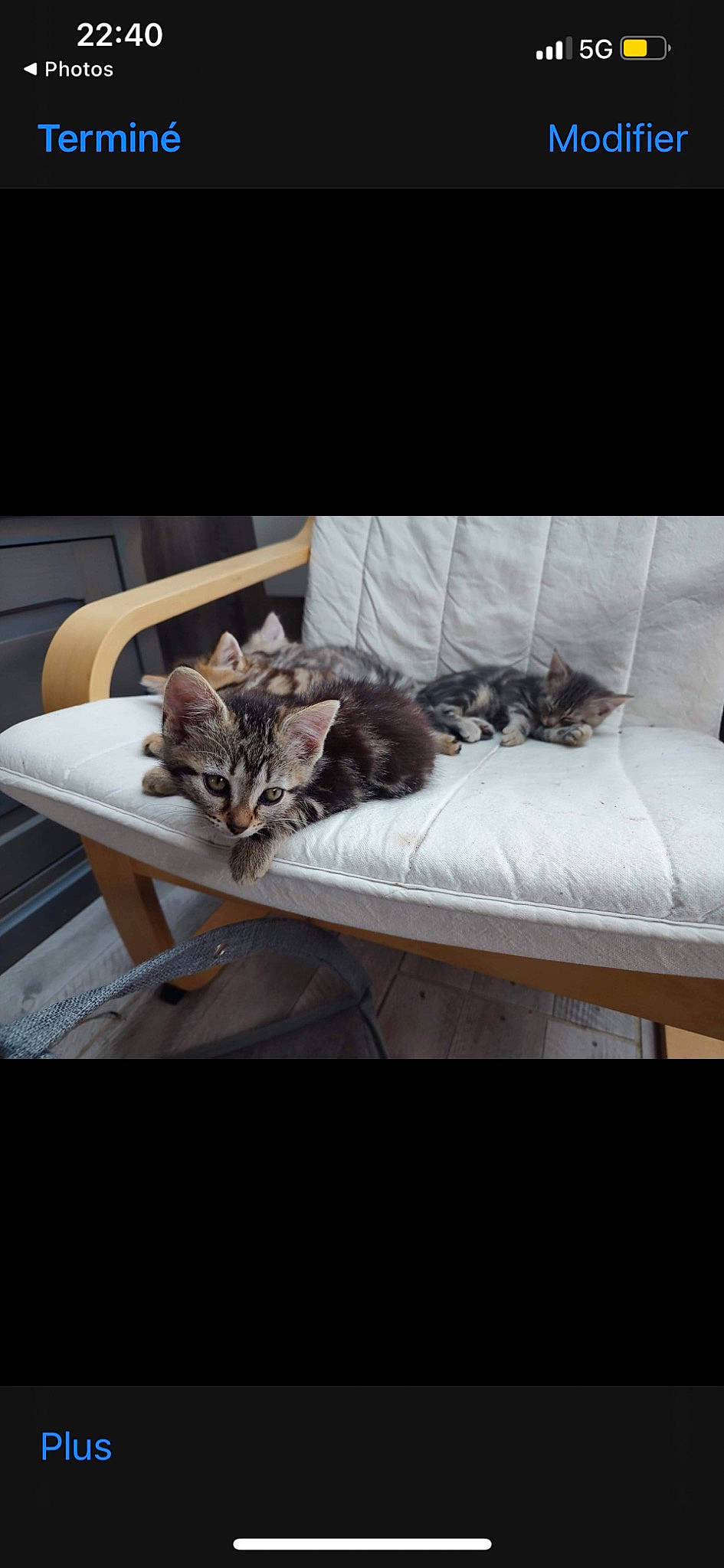 Léya participe au concours pour gagner de l'argent avec cette photo : carnivore, cat, cat_supply, comfort, couch, domestic_short_haired_cat, felidae, floor, flooring, fur, hardwood, mammal, metal, room, small_to_medium_sized_cats, tail, vertebrate, whiskers, window, wood