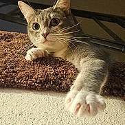 Tigress is registered to the contest to win money with this photo: cat, pet, paw, whiskers, curious, indoor, feline, closeup, stretching, brown_carpet, wall, texture, ears, eyes, claws, animal, cute, young_cat, tabby, gray
